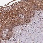 MAML3 Antibody in Immunohistochemistry (Paraffin) (IHC (P))