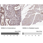 MAML3 Antibody in Immunohistochemistry (Paraffin) (IHC (P))