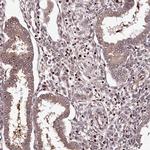 MAML3 Antibody in Immunohistochemistry (Paraffin) (IHC (P))