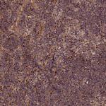 MAML3 Antibody in Immunohistochemistry (Paraffin) (IHC (P))