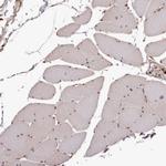 MAML3 Antibody in Immunohistochemistry (Paraffin) (IHC (P))
