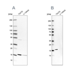 POLR2H Antibody in Western Blot (WB)