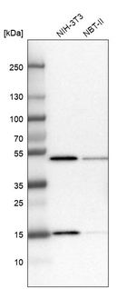 POLR2H Antibody in Western Blot (WB)