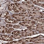 FAM53B Antibody in Immunohistochemistry (IHC)