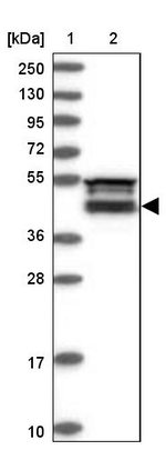 FAM53B Antibody in Western Blot (WB)
