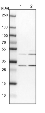 FAM53B Antibody in Western Blot (WB)