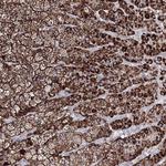 IGSF9 Polyclonal Antibody