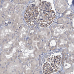 MBLAC2 Antibody in Immunohistochemistry (Paraffin) (IHC (P))