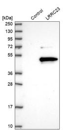 LRRC23 Antibody in Western Blot (WB)