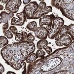 HECTD2 Antibody in Immunohistochemistry (Paraffin) (IHC (P))