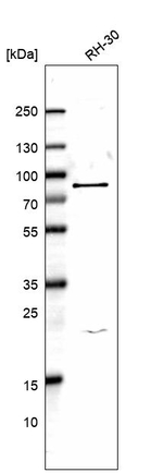 HECTD2 Antibody in Western Blot (WB)
