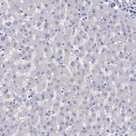 LRIT2 Antibody in Immunohistochemistry (Paraffin) (IHC (P))