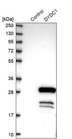 DYDC1 Antibody in Western Blot (WB)