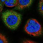 SNX18 Polyclonal Antibody