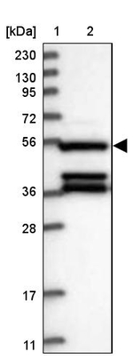 SERGEF Antibody in Western Blot (WB)