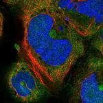 SERGEF Polyclonal Antibody