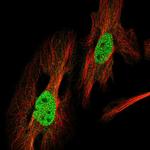 VWA5A Polyclonal Antibody