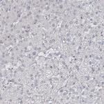 MTG1 Antibody in Immunohistochemistry (Paraffin) (IHC (P))