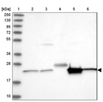 CDC123 Antibody in Western Blot (WB)
