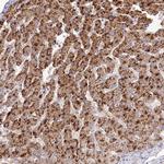 BEND7 Antibody in Immunohistochemistry (Paraffin) (IHC (P))