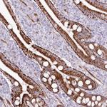 ZFAND4 Polyclonal Antibody