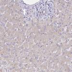 POGLUT1 Antibody in Immunohistochemistry (Paraffin) (IHC (P))