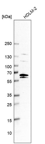 C12orf4 Antibody in Western Blot (WB)