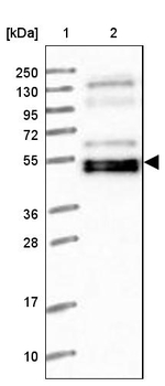 WAPL Antibody in Western Blot (WB)