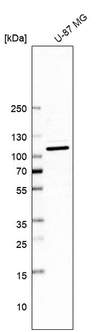 GCP2 Antibody in Western Blot (WB)