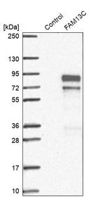 FAM13C Antibody in Western Blot (WB)