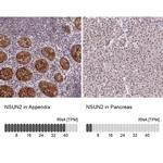 NSUN2 Antibody