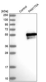 FAM170A Antibody in Western Blot (WB)