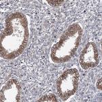 TRUB1 Antibody in Immunohistochemistry (Paraffin) (IHC (P))