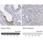 OLAH Polyclonal Antibody