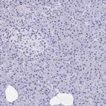 C10orf53 Antibody in Immunohistochemistry (IHC)
