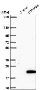 C10orf53 Antibody in Western Blot (WB)
