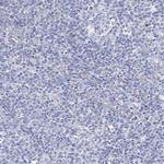 NRAP Antibody in Immunohistochemistry (Paraffin) (IHC (P))