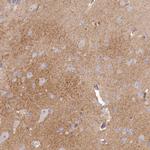 SLC6A11 Antibody in Immunohistochemistry (Paraffin) (IHC (P))
