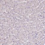 SLC6A11 Antibody in Immunohistochemistry (Paraffin) (IHC (P))