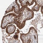 RAPGEF6 Polyclonal Antibody