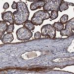 FLVCR2 Antibody in Immunohistochemistry (Paraffin) (IHC (P))
