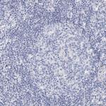 BRUNOL4 Antibody in Immunohistochemistry (Paraffin) (IHC (P))