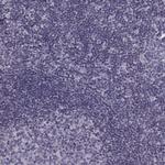 H1FOO Polyclonal Antibody