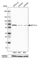 METTL14 Antibody