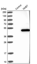 NME7 Antibody in Western Blot (WB)