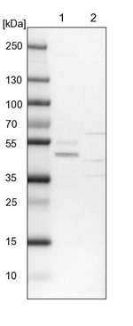 PDSS1 Antibody in Western Blot (WB)