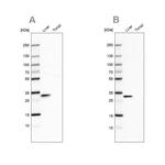 PBLD Antibody in Western Blot (WB)