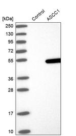 ASCC1 Antibody in Western Blot (WB)