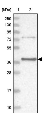 PTER Antibody in Western Blot (WB)