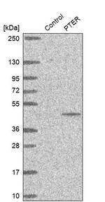 PTER Antibody in Western Blot (WB)